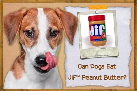 Can dogs have crunchy peanut butter. Things To Know About Can dogs have crunchy peanut butter. 